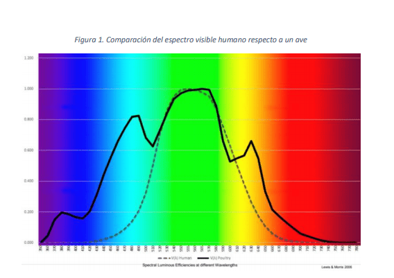 Gráfico de luz en los pollos